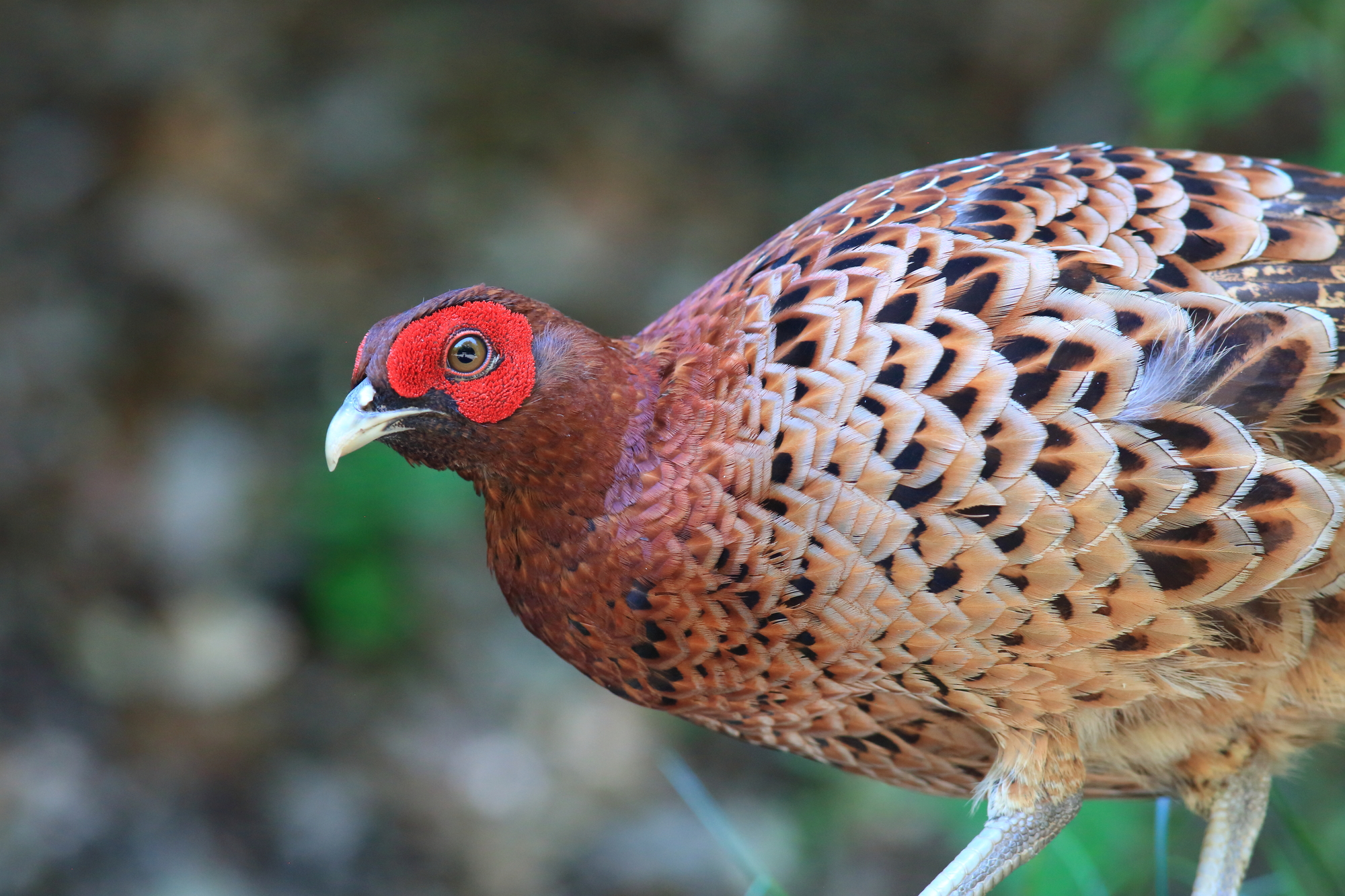 山鳥（ヤマドリ）の食べ方・獲り方をジビエ専門店店主が徹底解説 