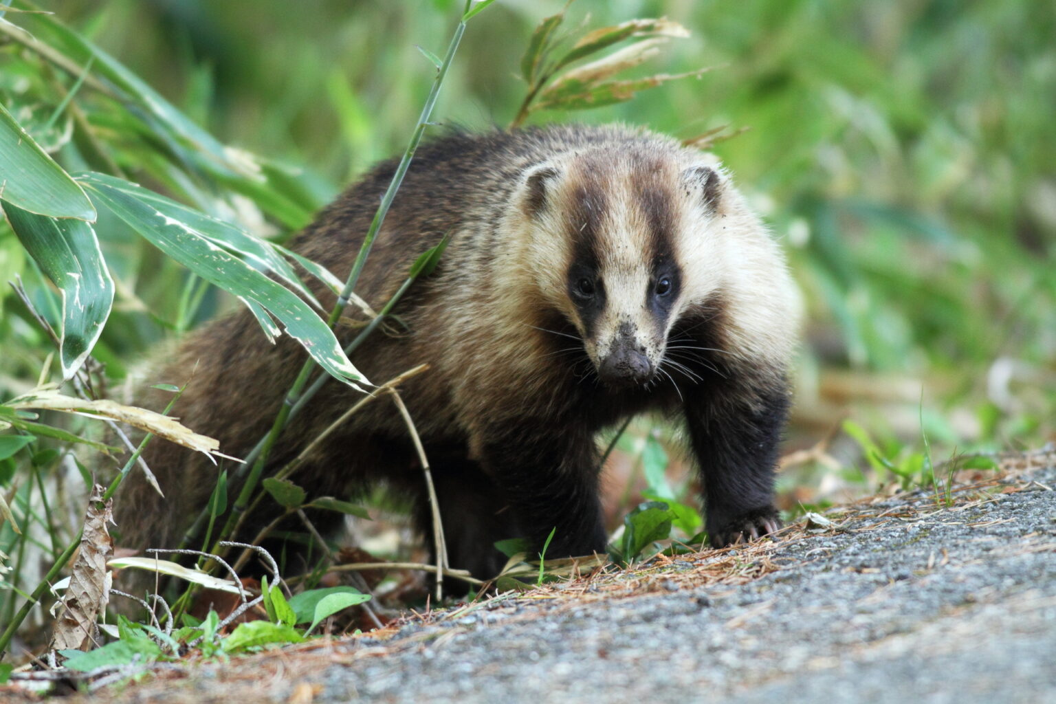穴熊の生態・習性や肉の特徴をジビエ専門店の店主が詳しく紹介