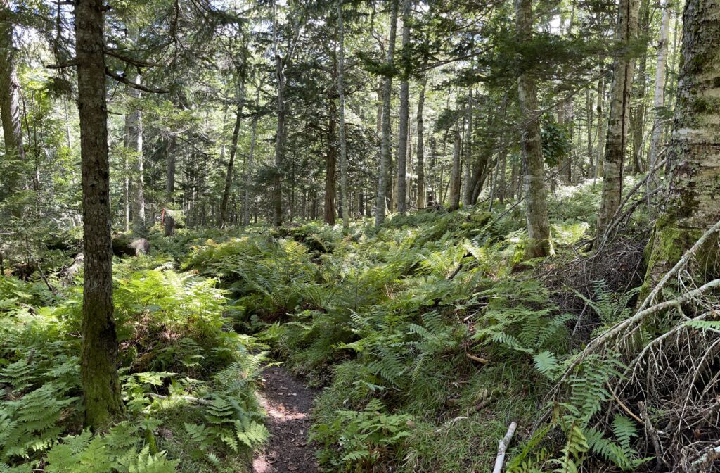 シダの下草が茂る山の森を貫く細いけもの道