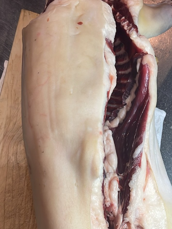 解体した穴熊の枝肉。厚く白い脂の層と、開いたあばら